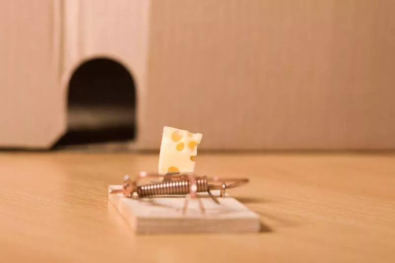 cheese on mousetrap