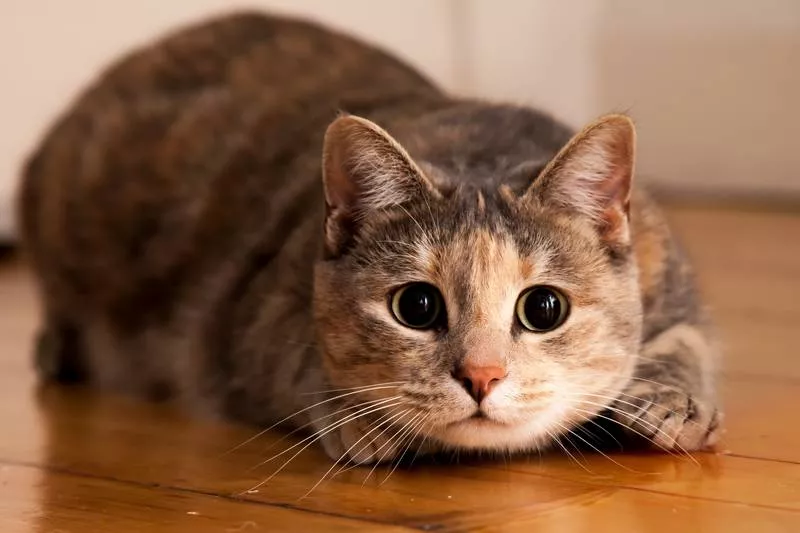 cat ready to pounce